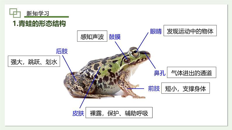 2.2.2 两栖动物和爬行动物 课件 第2课时--2024-2025学年人教版(2024)生物七年级上册06