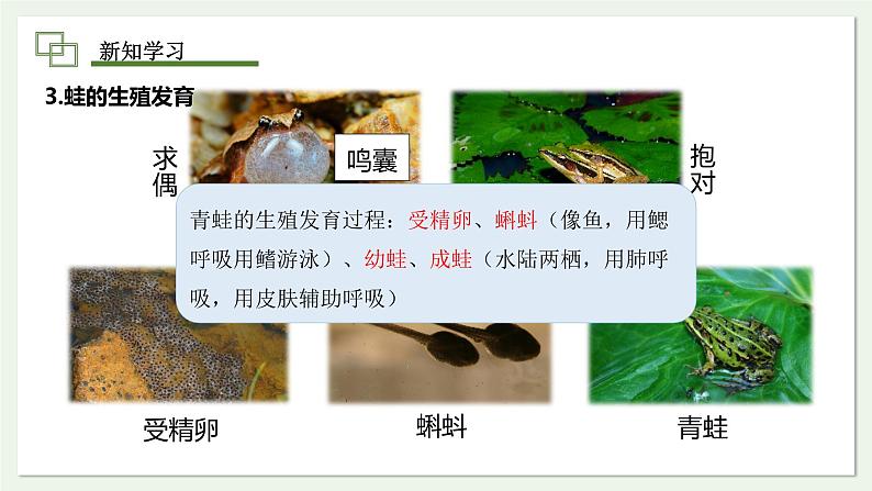 2.2.2 两栖动物和爬行动物 课件 第2课时--2024-2025学年人教版(2024)生物七年级上册08