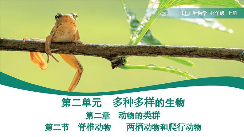 2.2.2.2 两栖动物和爬行动物 课件 (内嵌视频 2个) ----2024-2025学年人教版(2024)生物七年级上册第1页