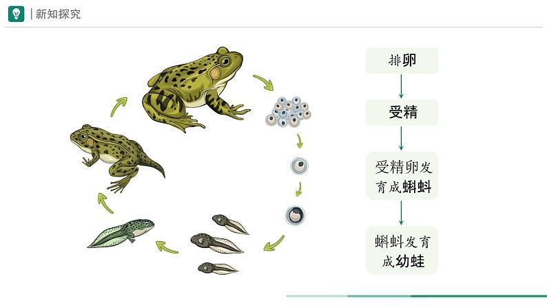 2.2.2.2 两栖动物和爬行动物 课件 (内嵌视频 2个) ----2024-2025学年人教版(2024)生物七年级上册第4页