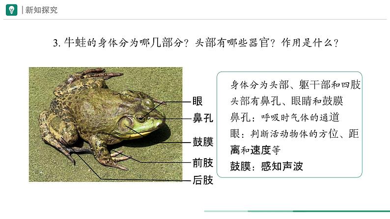 2.2.2.2 两栖动物和爬行动物 课件 (内嵌视频 2个) ----2024-2025学年人教版(2024)生物七年级上册第8页