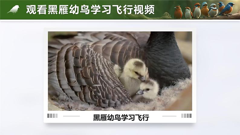 2.2.2.3 脊椎动物-鸟和哺乳动物(教学设计(表格式)+课件)---2024-2025学年人教版(2024)生物七年级上册02