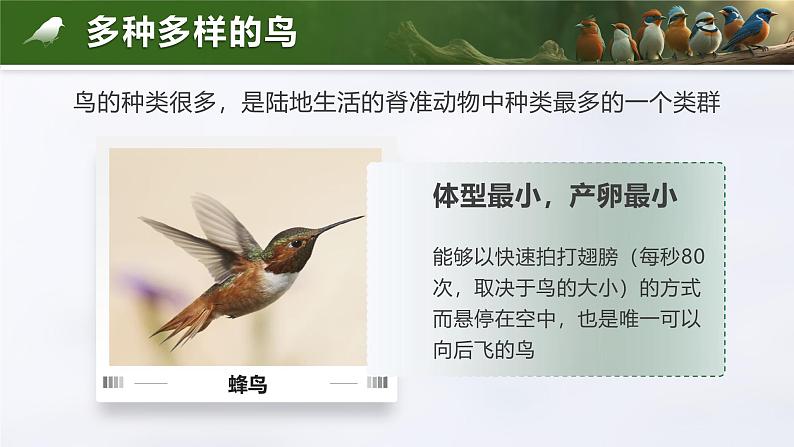 2.2.2.3 脊椎动物-鸟和哺乳动物(教学设计(表格式)+课件)---2024-2025学年人教版(2024)生物七年级上册05