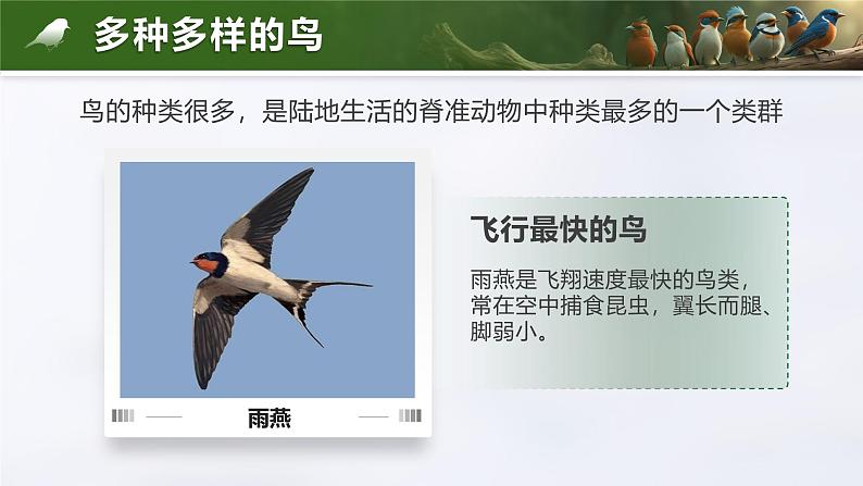 2.2.2.3 脊椎动物-鸟和哺乳动物(教学设计(表格式)+课件)---2024-2025学年人教版(2024)生物七年级上册08