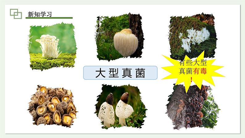 2.3.3 真菌 课件 2024-2025学年人教版(2024)生物七年级上册第6页