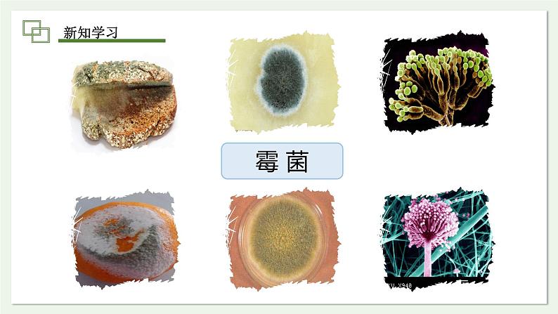 2.3.3 真菌 课件 2024-2025学年人教版(2024)生物七年级上册第7页