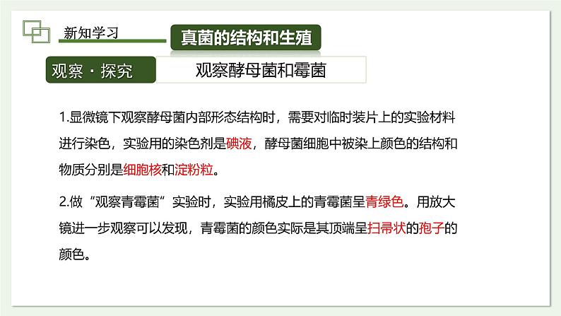 2.3.3 真菌 课件 2024-2025学年人教版(2024)生物七年级上册第8页