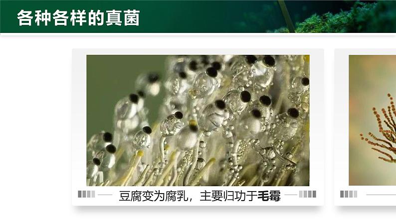 2.3.3 真菌课件内嵌视频1个)----2024-2025学年人教版(2024)生物七年级上册06