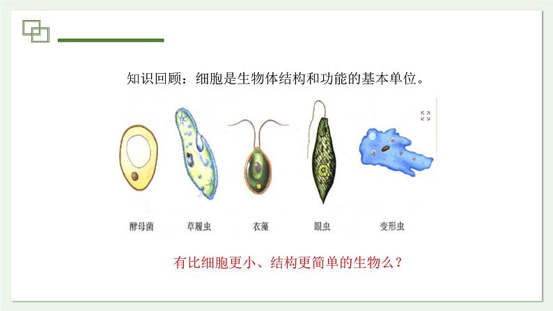 2.3.4 病毒 课件--2024-2025学年人教版(2024)生物七年级上册03