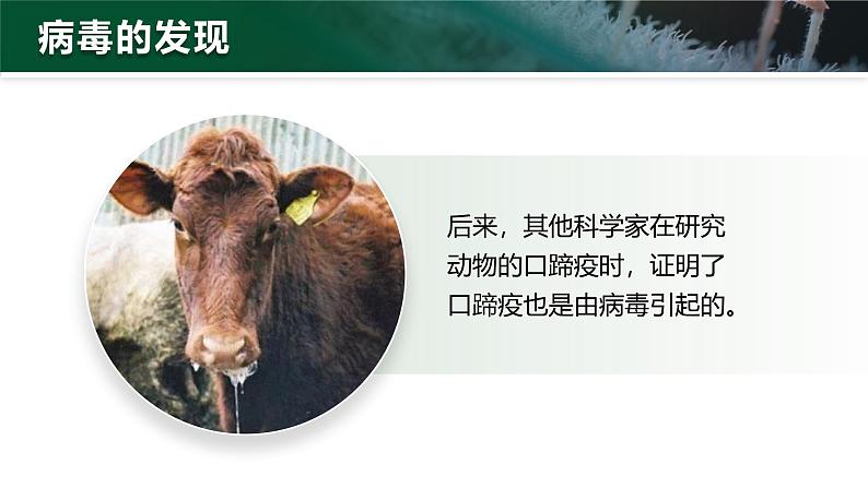 2.3.4 病毒(教学设计(表格式)+课件(内嵌视频2个))---2024-2025学年人教版(2024)生物七年级上册06