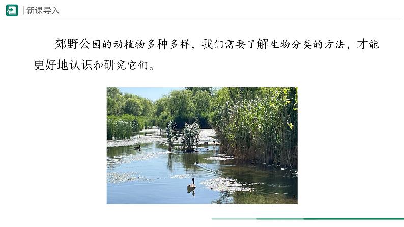 2.4.1 尝试对生物进行分类 课件 -2024-2025学年人教版(2024)生物七年级上册第3页