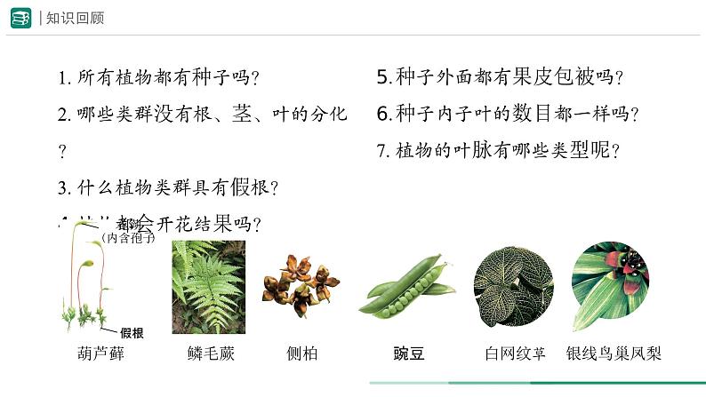 2.4.1 尝试对生物进行分类 课件 -2024-2025学年人教版(2024)生物七年级上册第6页