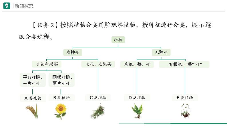 2.4.1 尝试对生物进行分类 课件 -2024-2025学年人教版(2024)生物七年级上册第8页