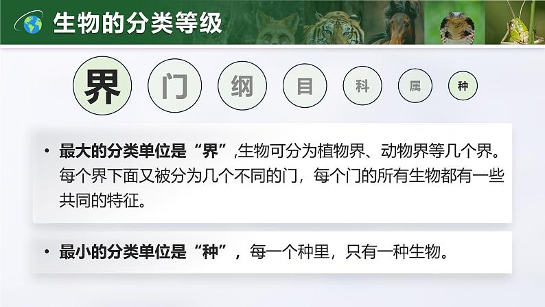 2.4.2 从种到界(教学设计(表格式)+课件)---2024-2025学年人教版(2024)生物七年级上册05