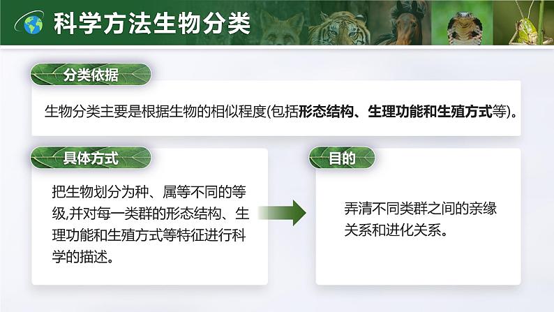 2.4.2 从种到界(教学设计(表格式)+课件)---2024-2025学年人教版(2024)生物七年级上册06