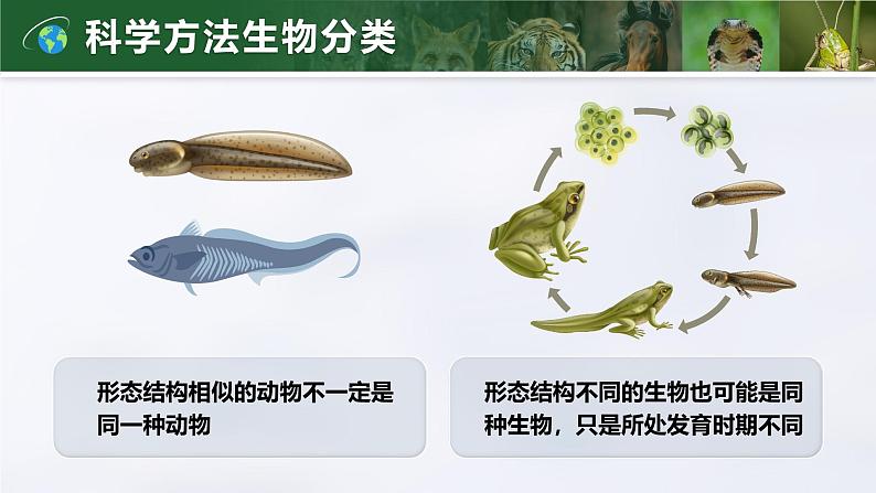 2.4.2 从种到界(教学设计(表格式)+课件)---2024-2025学年人教版(2024)生物七年级上册07