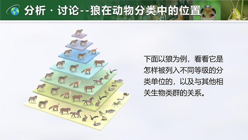 2.4.2 从种到界(教学设计(表格式)+课件)---2024-2025学年人教版(2024)生物七年级上册08