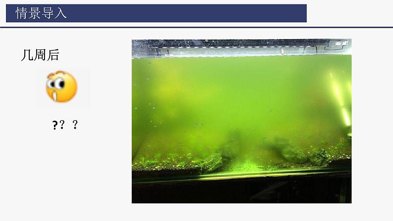 2.1.1 藻类、苔藓植物和蕨类植物课件2024-2025学年人教版(2024)生物七年级上册04