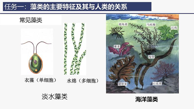 2.1.1 藻类、苔藓植物和蕨类植物课件2024-2025学年人教版(2024)生物七年级上册07
