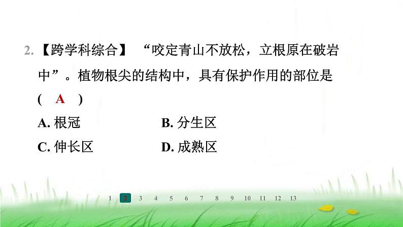 冀少版八年级生物上册第三单元第一节根的生长课件03