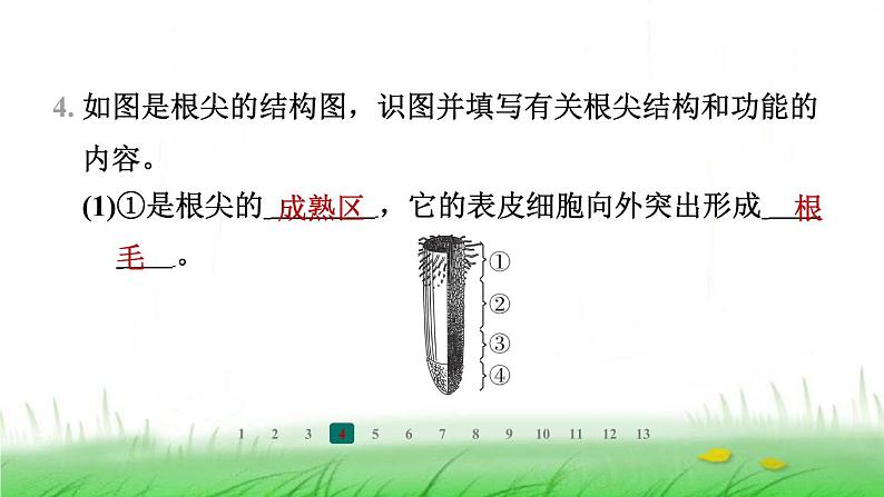 冀少版八年级生物上册第三单元第一节根的生长课件05