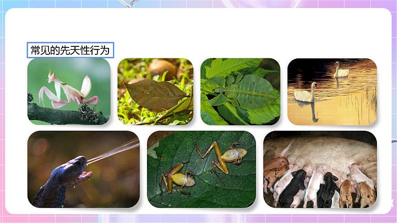 【新课标】冀少版生物八上4.2.3《先天性行为和学习行为》 课件+教案+学案07