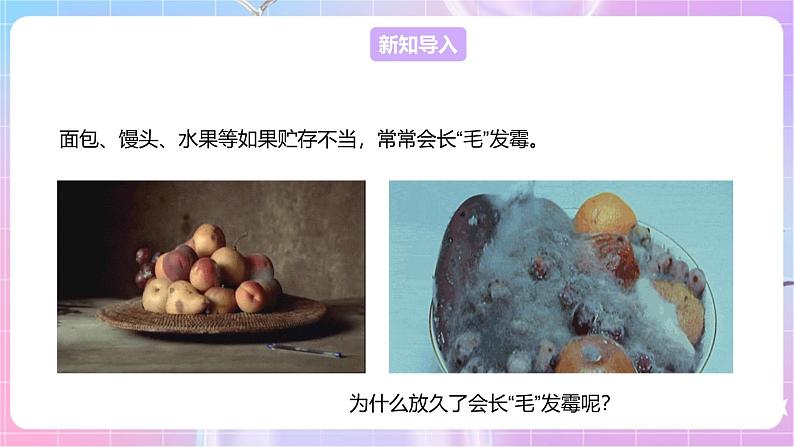 【新课标】冀少版生物八上5.2.1《酵母菌和霉菌--2霉菌》课件+教案+学案03