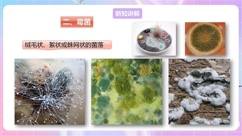 【新课标】冀少版生物八上5.2.1《酵母菌和霉菌--2霉菌》课件+教案+学案04