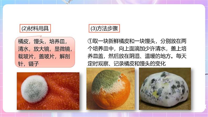 【新课标】冀少版生物八上5.2.1《酵母菌和霉菌--2霉菌》课件+教案+学案06