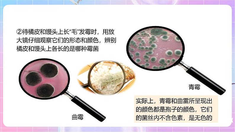 【新课标】冀少版生物八上5.2.1《酵母菌和霉菌--2霉菌》课件+教案+学案07