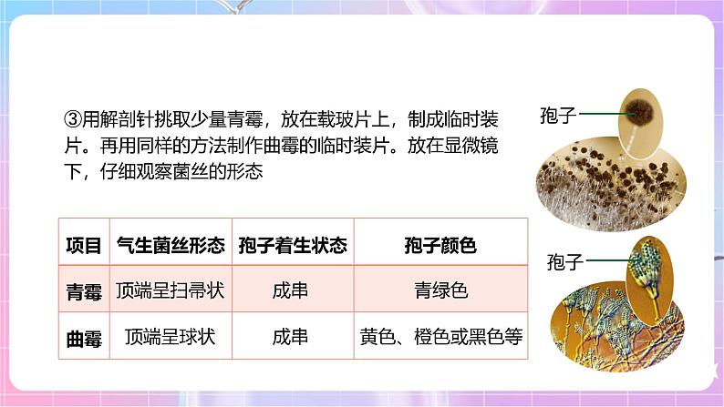 【新课标】冀少版生物八上5.2.1《酵母菌和霉菌--2霉菌》课件+教案+学案08