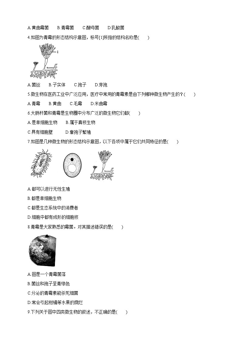【新课标】冀少版生物八上5.2.1《酵母菌和霉菌--2霉菌》课件+教案+学案03