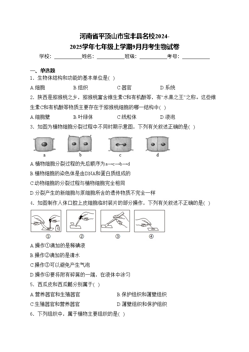 河南省平顶山市宝丰县名校2024-2025学年七年级上学期9月月考生物试卷(含答案)