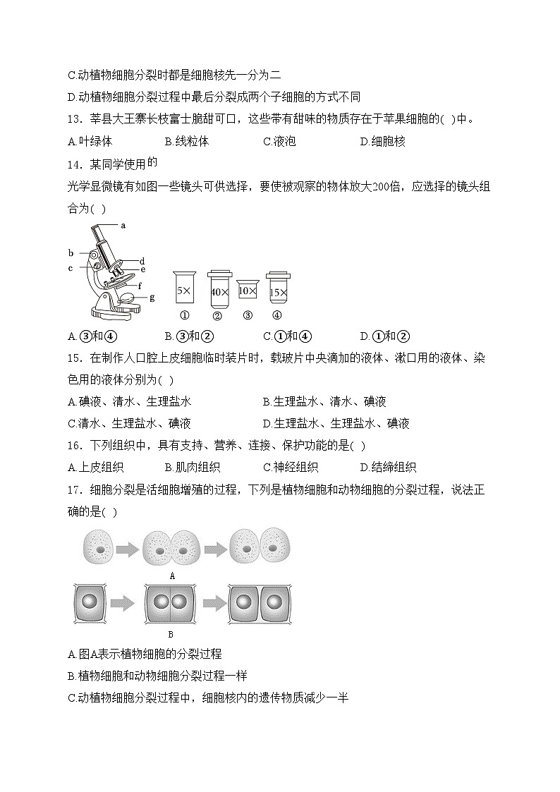 江西省吉安市永丰县十一校联考2024-2025学年七年级上学期10月月考生物试卷(含答案)第3页