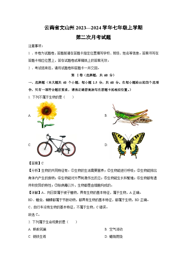 云南省文山州2023—2024学年七年级上学期第二次月考生物试卷（解析版）