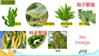 人教版（2024）七年级上册（2024）第二节 种子植物评课ppt课件
