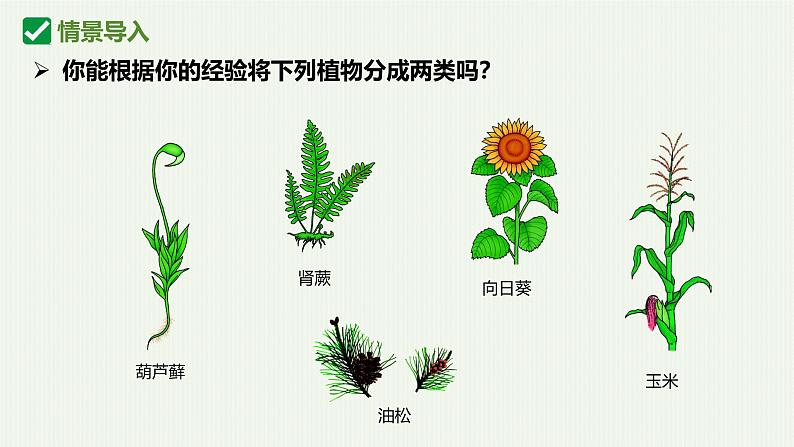 人教版生物七年级上册2.1.2《种子植物》课件第3页