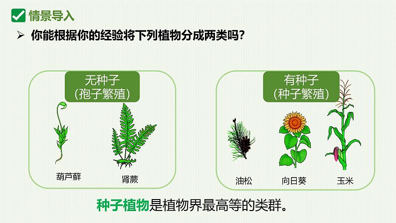 人教版生物七年级上册2.1.2《种子植物》课件第4页