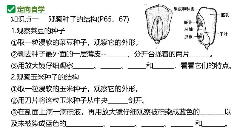 人教版生物七年级上册2.1.2《种子植物》课件第5页