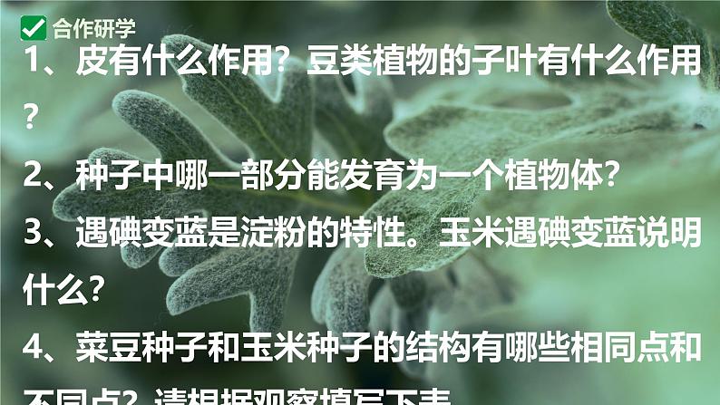 人教版生物七年级上册2.1.2《种子植物》课件第7页