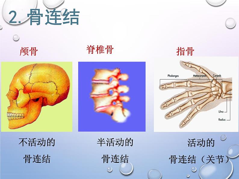 人教版生物八年级上册5.2.1《动物的运动》课件第8页