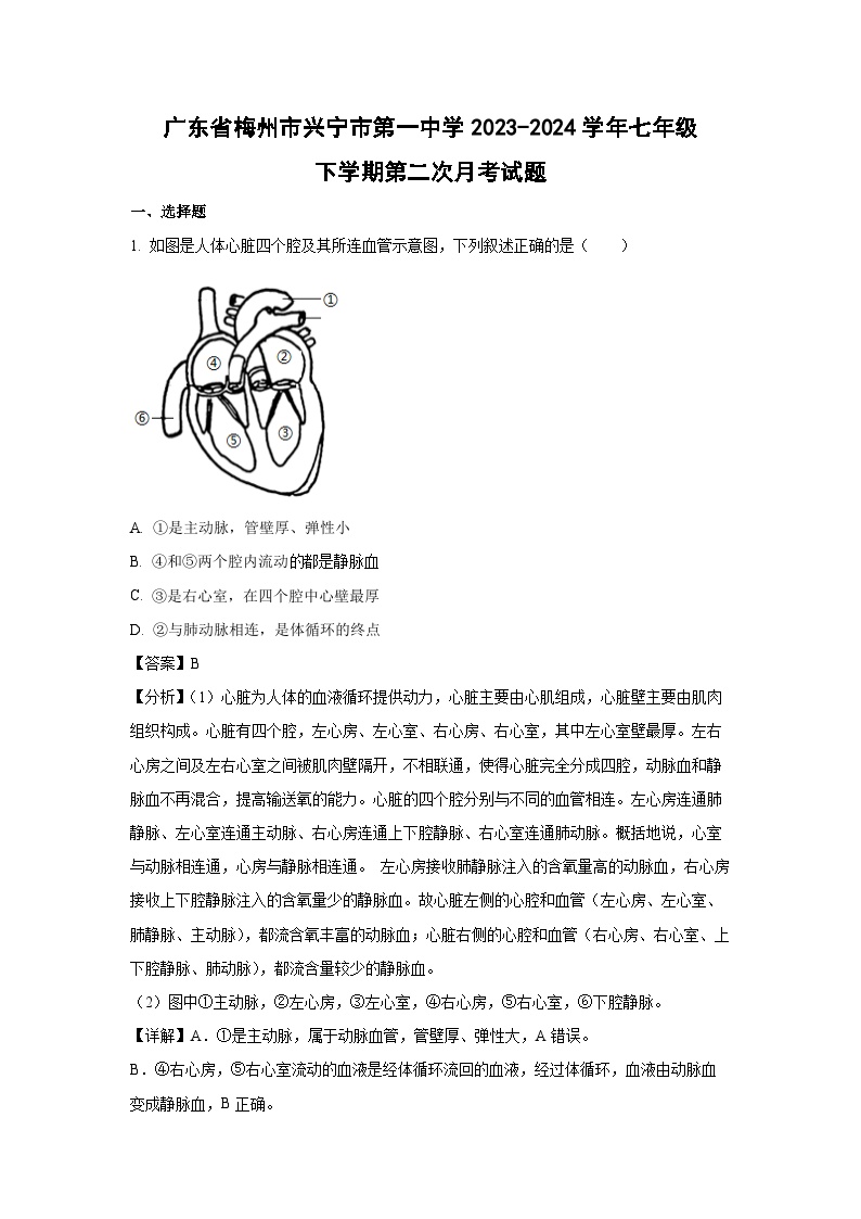 广东省梅州市兴宁市第一中学2023-2024学年七年级下学期第二次月考生物试卷(解析版)