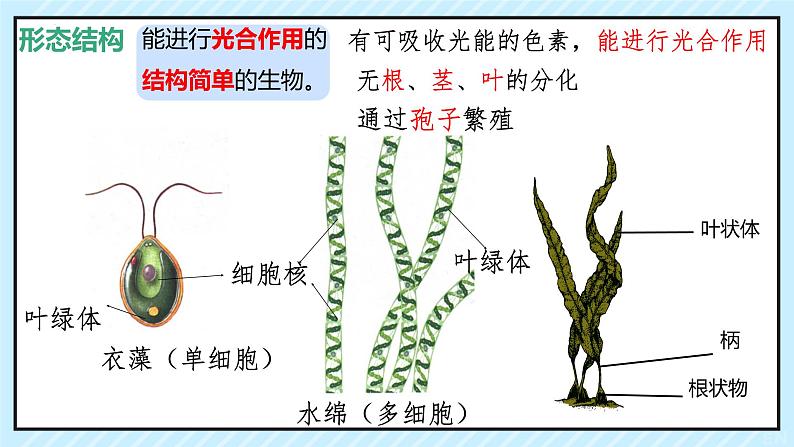 人教版生物七年级上册2.1.1《藻类、苔藓植物和蕨类植物》(教学课件)第6页