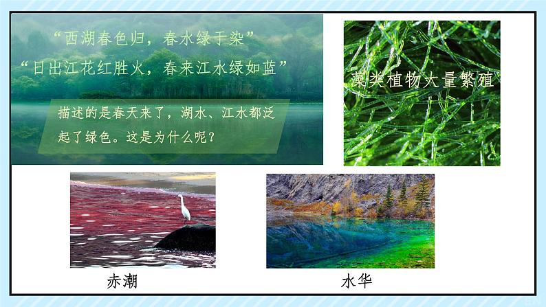 人教版生物七年级上册2.1.1《藻类、苔藓植物和蕨类植物》(教学课件)第7页