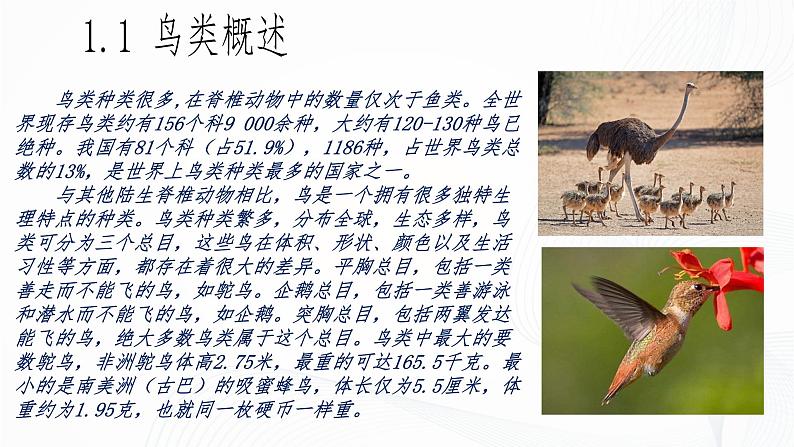 2.2.2 脊椎动物(第3课时 鸟)-初中生物七年级上册 同步教学课件+教学设计(人教版2024)06