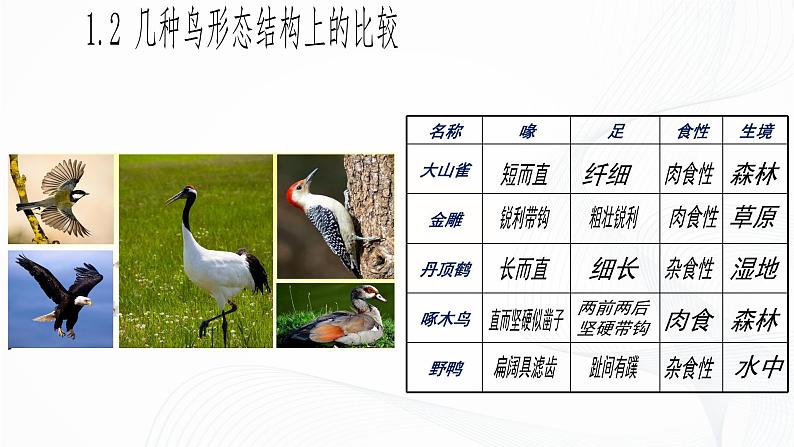 2.2.2 脊椎动物(第3课时 鸟)-初中生物七年级上册 同步教学课件+教学设计(人教版2024)07