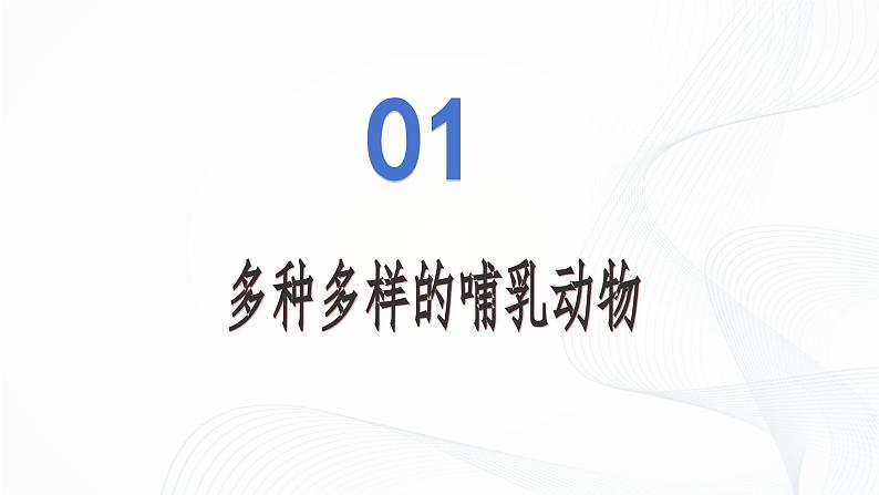 2.2.2 脊椎动物(第4课时 哺乳动物)-初中生物七年级上册 同步教学课件+教学设计(人教版2024)05