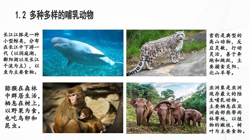 2.2.2 脊椎动物(第4课时 哺乳动物)-初中生物七年级上册 同步教学课件+教学设计(人教版2024)07