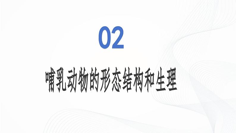 2.2.2 脊椎动物(第4课时 哺乳动物)-初中生物七年级上册 同步教学课件+教学设计(人教版2024)08