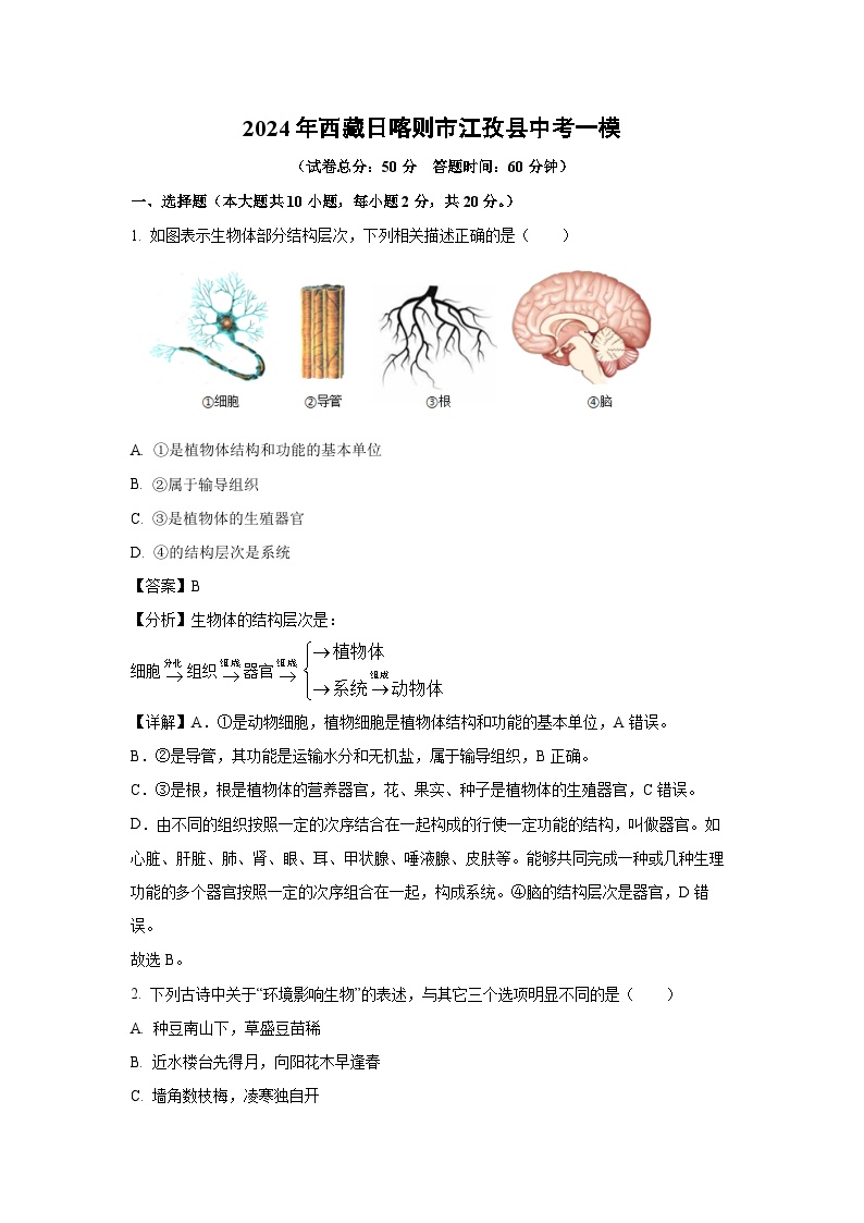 2024年西藏日喀则市江孜县中考一模生物试卷(解析版)